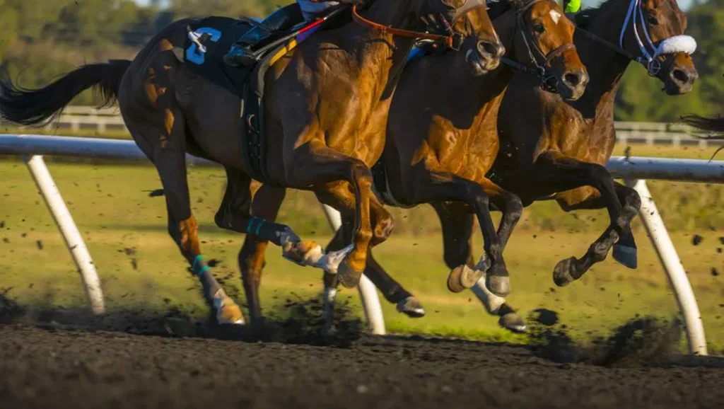 Appeal of Exotic Bets